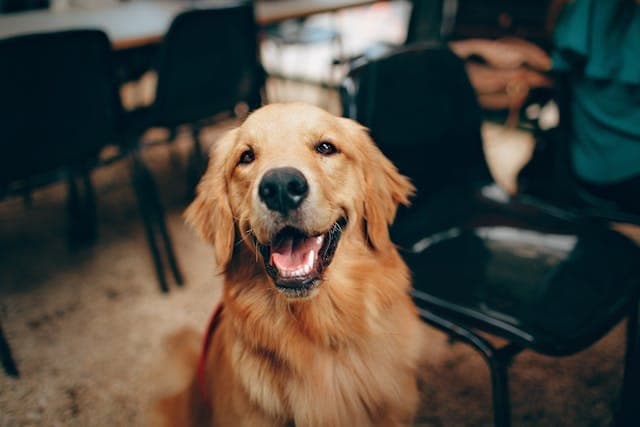 Acompañamiento al duelo con perros de terapia: el poder sanador del vínculo humano-animal